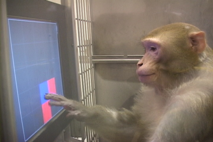 Testing application using monkey